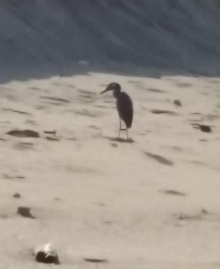 Hostal Las Garzas Del Pelado Playas Dış mekan fotoğraf